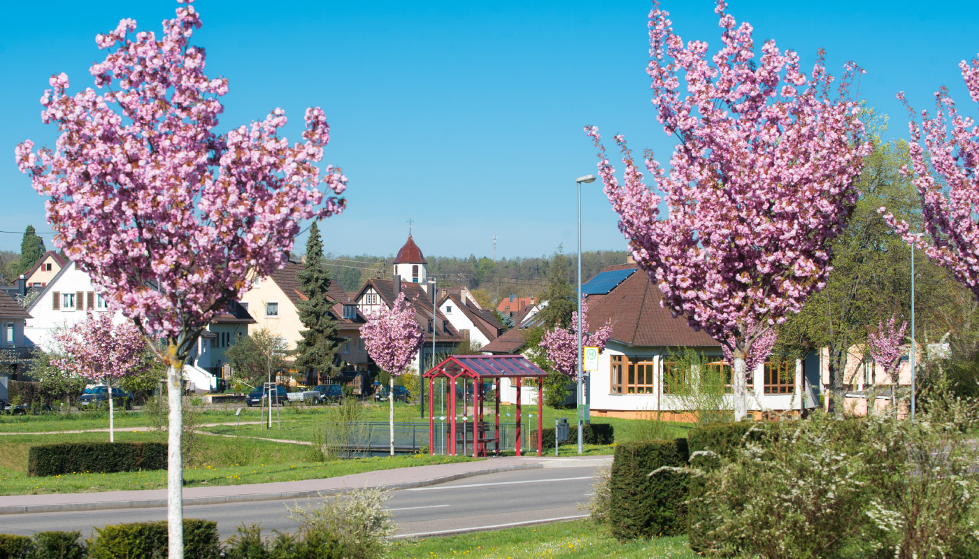 Straße mit blühenden Kirschbäumen, Häusern und Kirche bei Sonnenschein in Birkenfeld